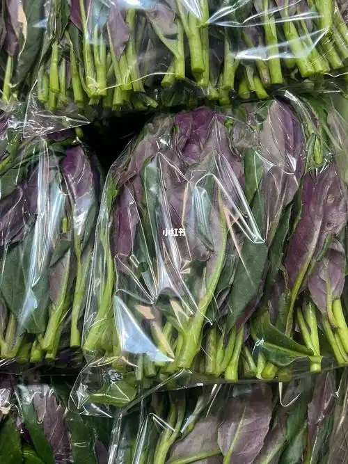 紫背菜有提高免疫力的功效,它是一种野生菜品,里面含有很多微量元素