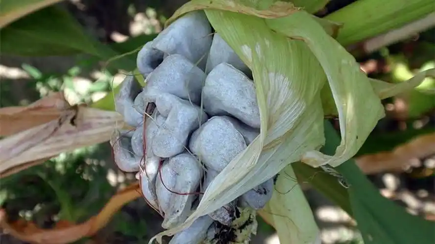 真菌会一直存活在被子上吗