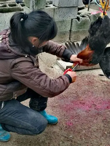 几秒钟的杀鸡速度,一看就专业的