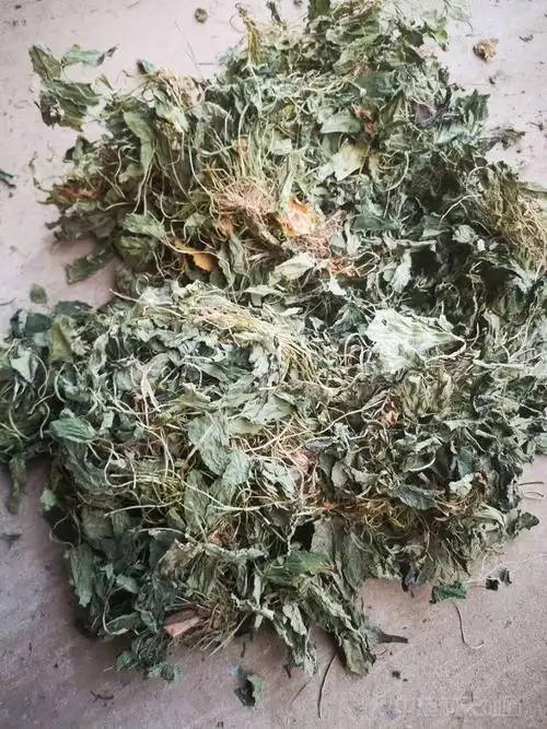 山西芮城紫花地丁行情走稳_中药材天地网