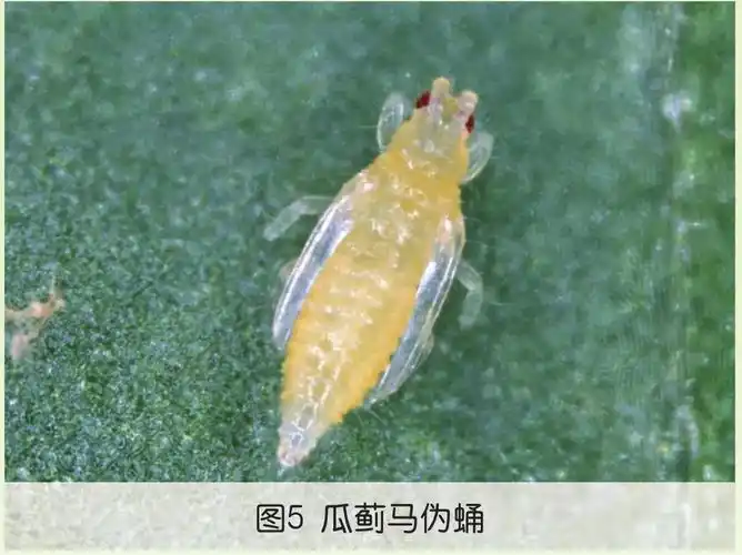 瓜蓟马体型较小,分为卵,若虫(1～2龄),预蛹(3龄若虫),伪蛹和成虫.