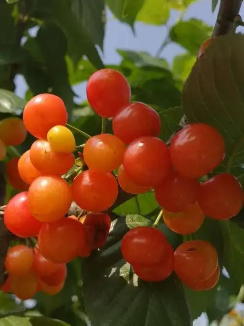 又见满坡樱桃红【原创】