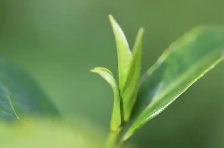 阳新县洋港镇依托一片茶叶振兴乡村富百姓