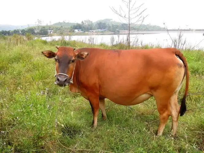 世界上最强壮的牛被称牛界巨石强森你可能早就吃过它