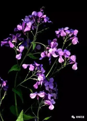 【奇梅花道】时下最受宠爱的花材-银扇草