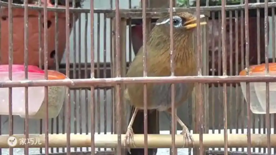 画眉鸟大叫,真是荡气回肠!