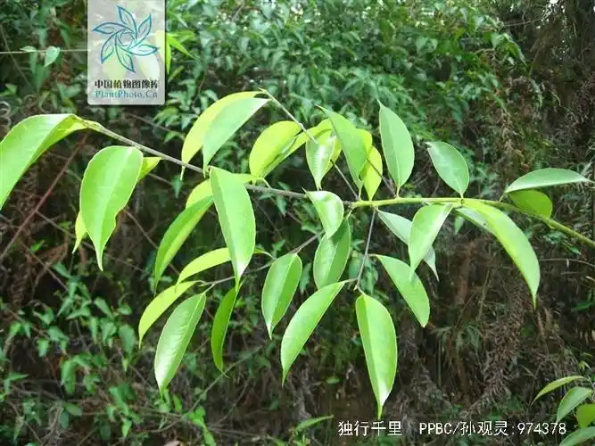 p>独行千里,中药名.