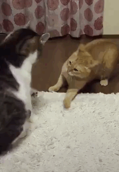 240_348竖版 竖屏gif 动态图 动图