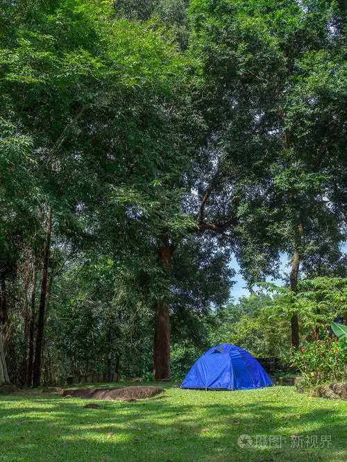 在森林垂直样式的树下的绿色草地野营蓝色帐篷