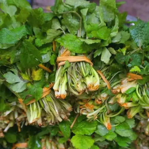 新款湖南湘西食用农产品深山野生鸭鹅脚板鸭儿芹三叶芹野菜500g