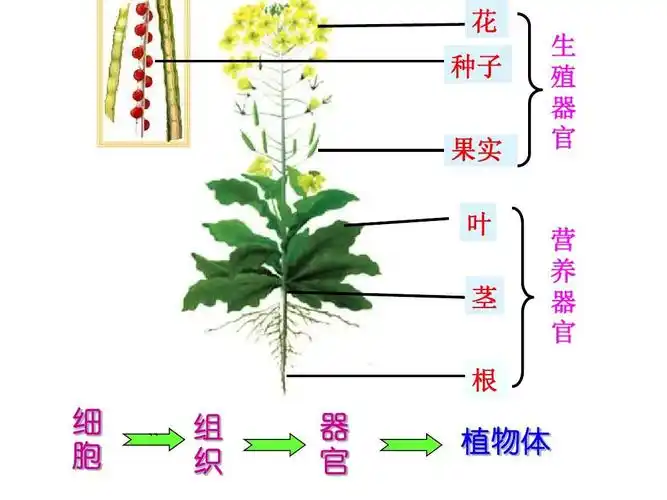 花 种子 果实 叶 茎 生 殖 器 官 营 养 器 官 根 细 胞 `` 组 织 器