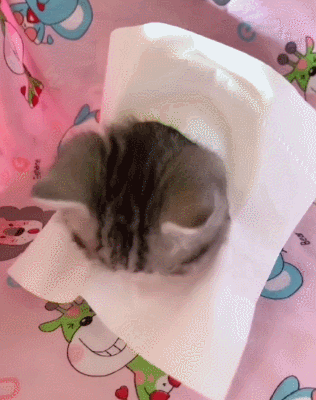 猫咪可爱呆萌搞笑gif动图_动态图_表情包下载_soogif