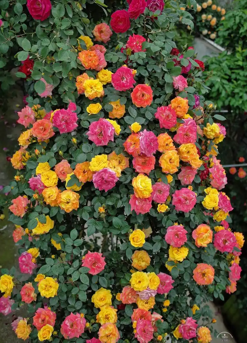 有种月季花,叫"藤彩虹",花朵五颜六色,像彩虹,很适合做花墙