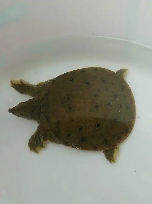 这条甲鱼叫什么名字?