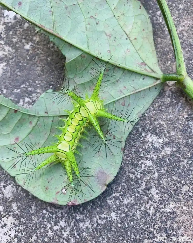 没人敢惹的小宝贝毛毛虫"八角叮"
