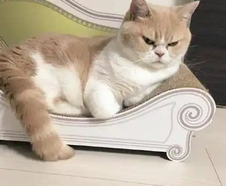 猫咪生气的时候一眼就能看出来