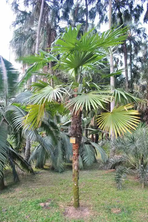 大崖棕植物图片 树木,植物,大崖棕