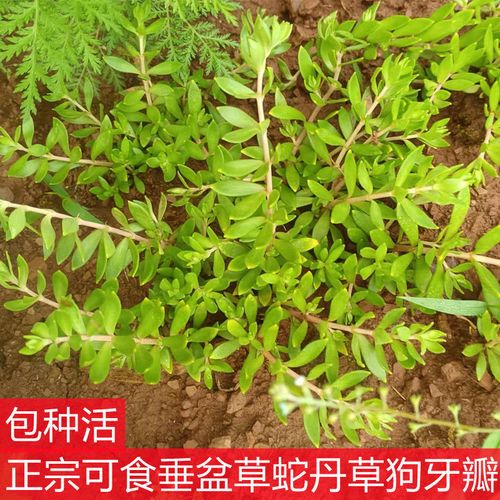 垂盆草可食用正宗中药材蛇丹草吊兰多肉绿化用植物狗牙瓣养肝护肝