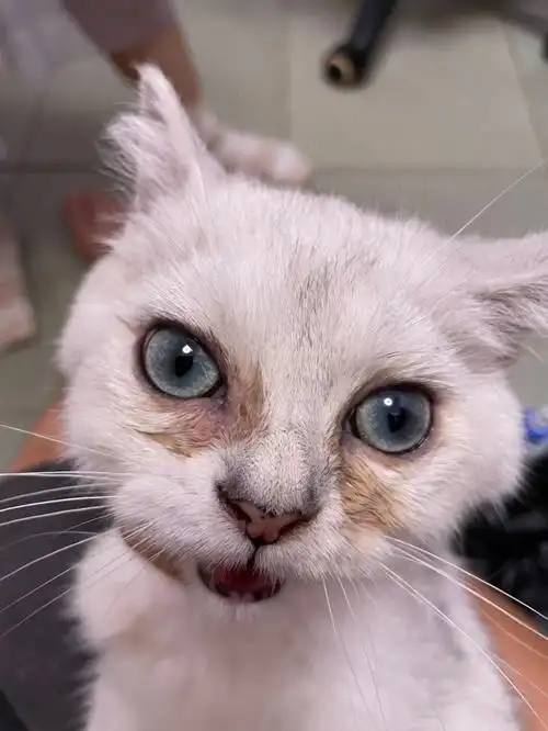 求助猫咪泪痕一直没法解决07还在打喷嚏