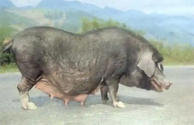 关岭猪高效养殖技术