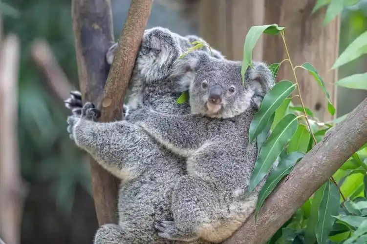 树懒和考拉的区别 树懒和考拉区别在哪