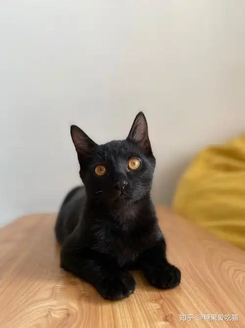 什么是玄猫什么样的人适合养玄猫有什么禁忌吗