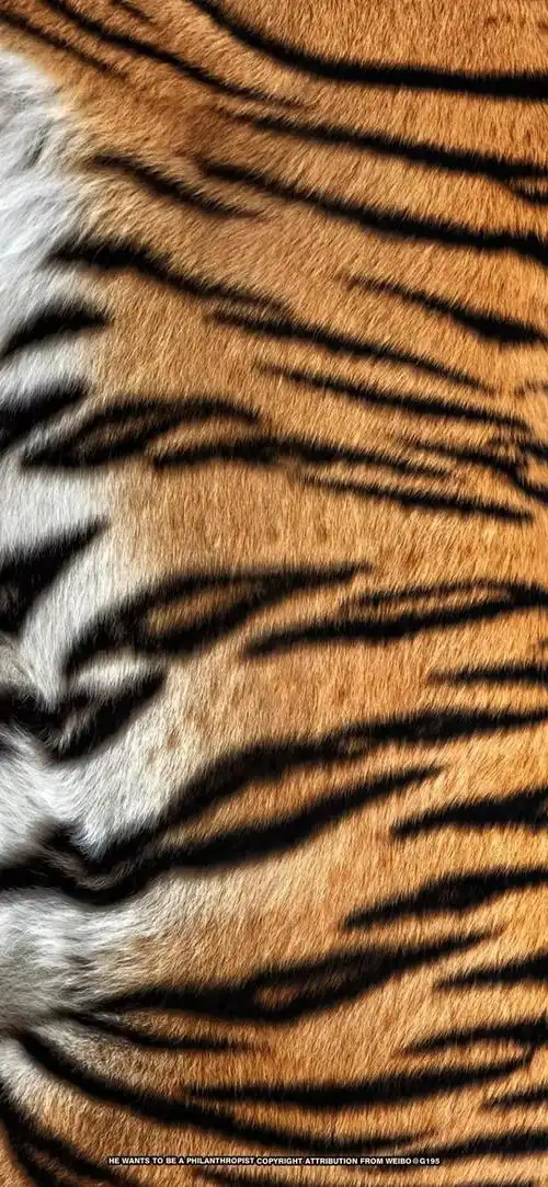 高清手机壁纸本命年虎纹壁纸