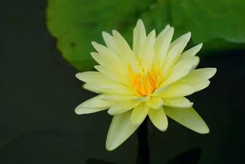 您知道"九品香水莲花"吗?