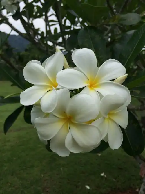 夏威夷的鸡蛋花好美