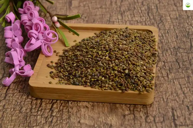 批发牧草草籽黑麦草紫花苜蓿草籽玉米草苏丹草菊苣鲁梅克斯紫云英