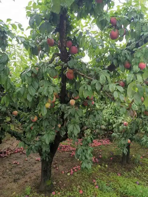 大量供应李子树,量大从优_果树苗_--西北苗木网