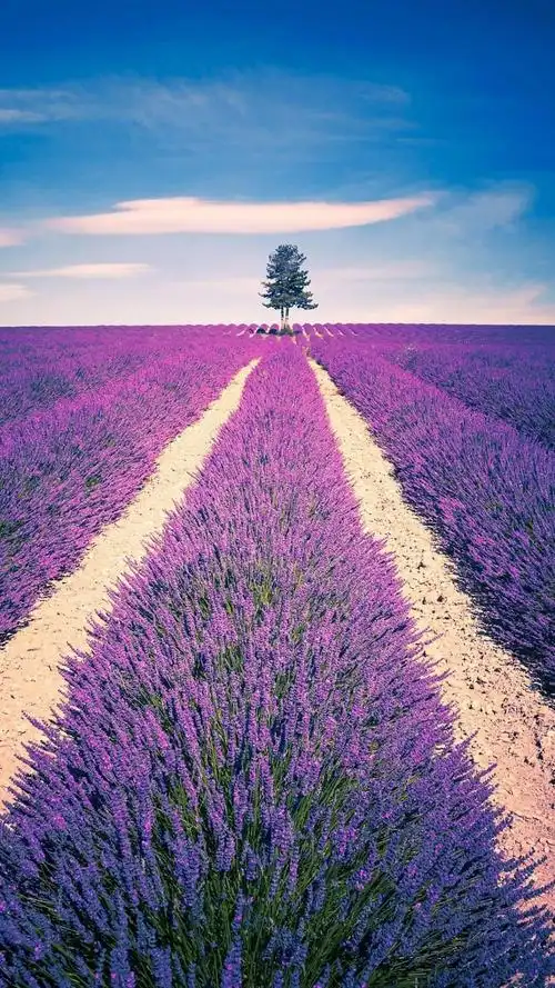 紫色薰衣草花海