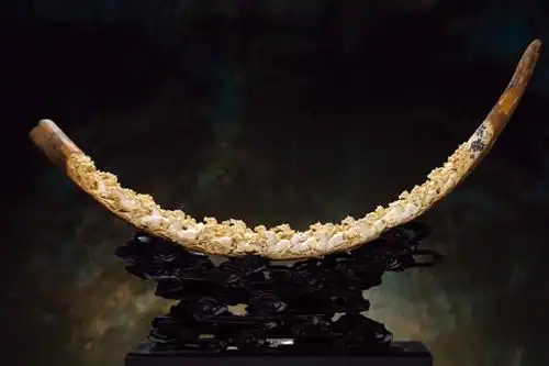 猛犸象牙:没有杀戮的白色黄金