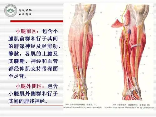 医用局部解剖学-小腿前区,外侧区和足背ppt