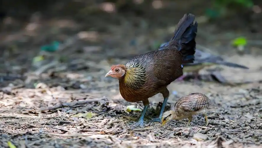 野鸡中的活化石,吃一口就得蹲上10年牢,中国吃货都表示惹不起_红原