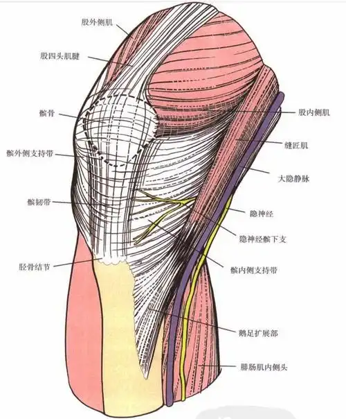 图文详解 | 内侧髌旁入路|切口|内侧|膝关节|韧带|髌骨|-健康界