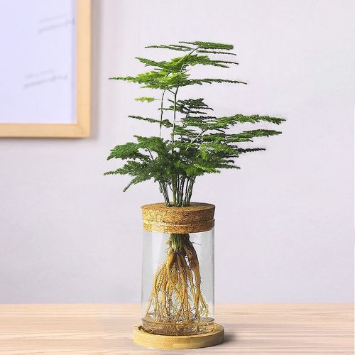 文竹水培植物绿植盆栽花卉好养办公室内水培植物 文竹[透明圆柱瓶] 含