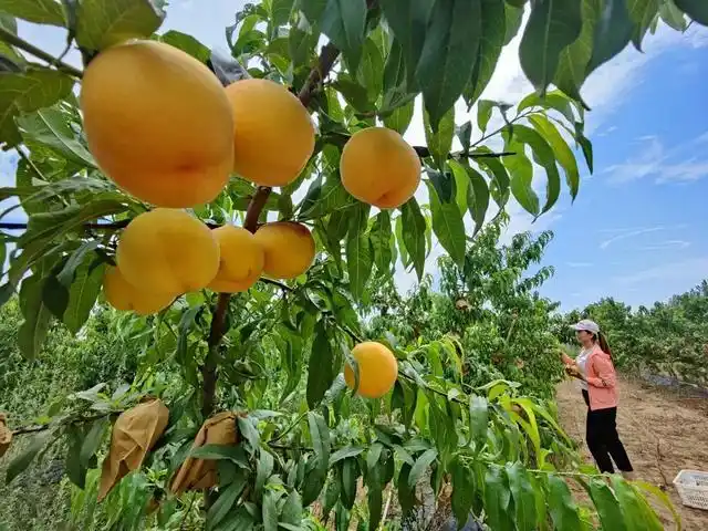 邯郸大名:黄桃熟,采摘忙,乡村兴