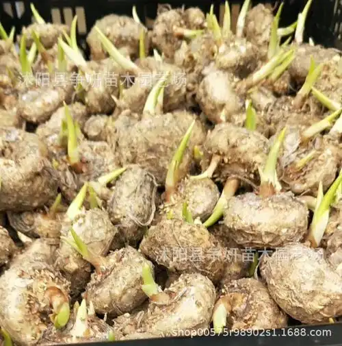 注意不要误食马蹄莲:马蹄莲的根茎,花都有毒性,因此养殖时避免误食.