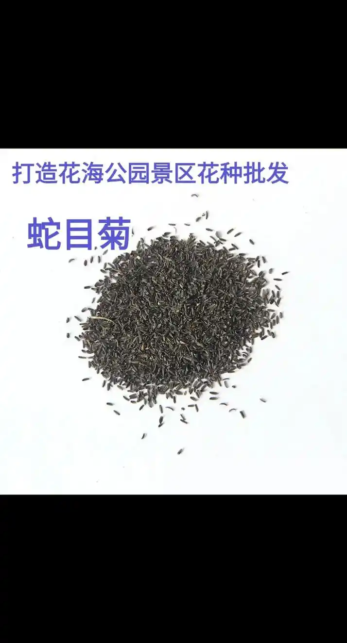 蛇目菊花种用途