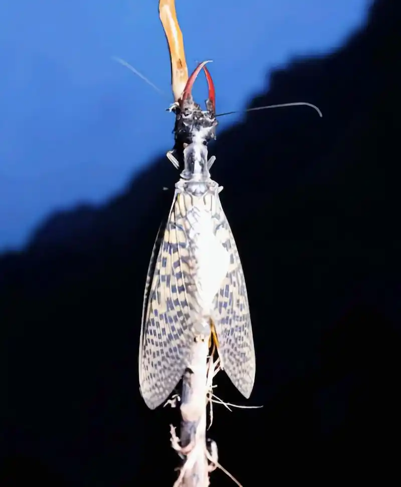 每天认识一种昆虫——巨齿蛉 巨齿蛉是广翅目,齿蛉