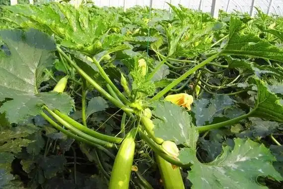 西葫芦亩产量一般能达到多少附西葫芦的种植方法