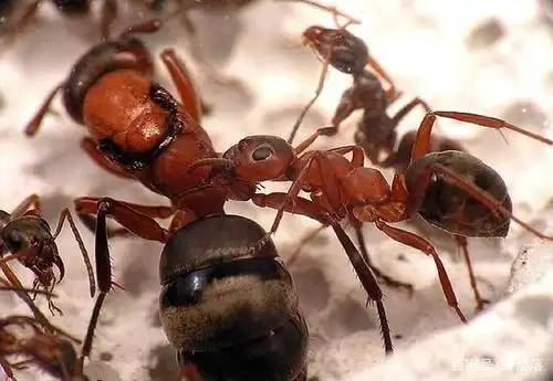 工蚁与兵蚁,谁的等级更高?不光是战力差别大,内力差别也突出
