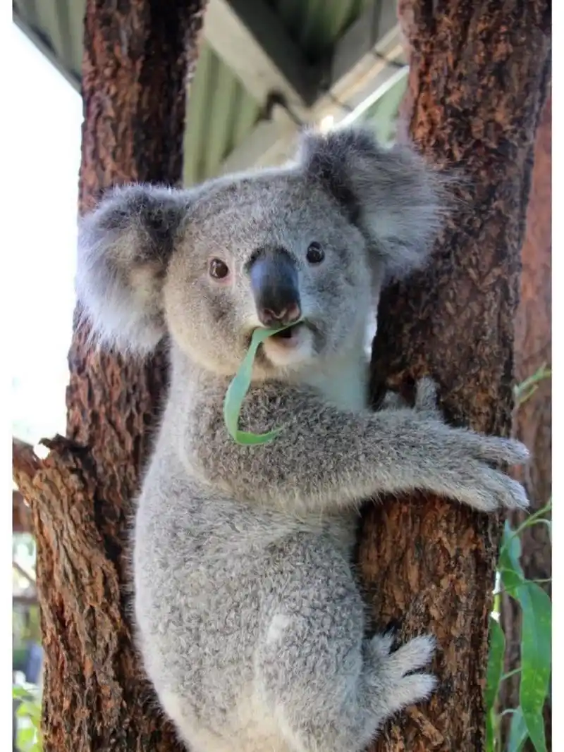 中文名:树袋熊 学名:phascolarctos cinereus 别名:考拉,无尾熊,可拉