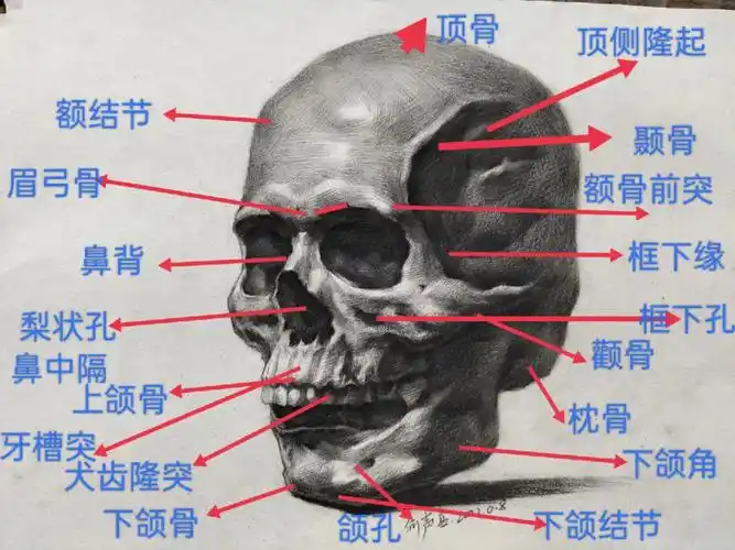 四分之三侧素描头骨