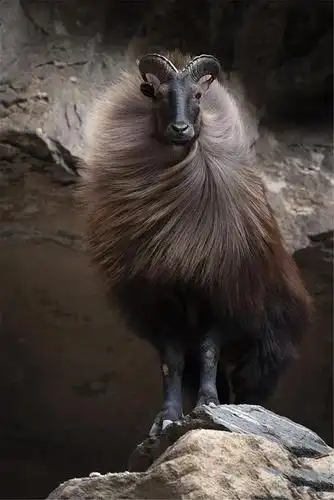 雄羊膘肥体壮,体长130-170厘米,肩高60-100厘米,体重最重可达108千克