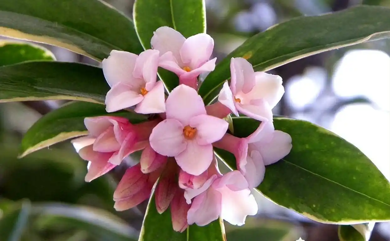 金边瑞香好养吗(金边瑞香的寓意和象征风水)