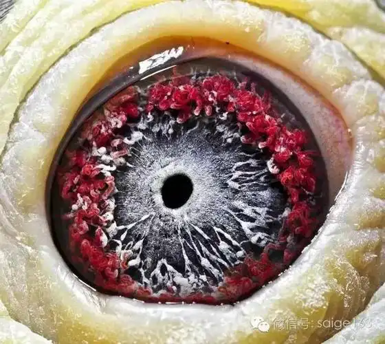 极品鸽眼欣赏