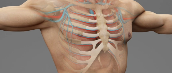 吃东西后疼痛和上腹部疼痛很好理解,剑突又是什么呢?