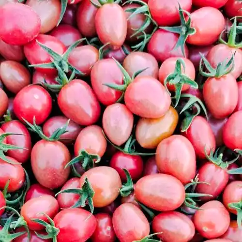 碧娇圣女果盘锦碱地小柿子酸酸甜甜的味道